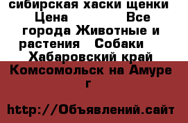 сибирская хаски щенки › Цена ­ 10 000 - Все города Животные и растения » Собаки   . Хабаровский край,Комсомольск-на-Амуре г.